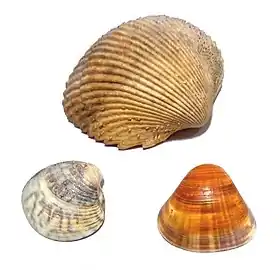 Espécies denominadas berbigão e consumidas no Brasil: Dallocardia muricata (Linnaeus, 1758), da família Cardiidae (acima); Anomalocardia flexuosa (Linnaeus, 1758) (à esquerda) e Tivela mactroides (Born, 1778) (à direita), ambas da família Veneridae.