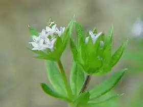 Sherardia arvensis