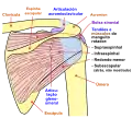 Diagrama da articulação do ombro humano, visão traseira
