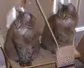 Dois gatinhos siberianos de tabby de cavala marrom.