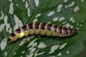 Uma possível larva ou fêmea neotênica de Rhagophthalmidae do Laos. No gênero Rhagophthalmus Motschulsky, 1854 observou-se que, após o pôr do sol, as fêmeas curvam sua extremidade final sobre o dorso e emitem luz verde-amarelada contínua de um órgão retangular localizado no abdômen; os machos, voando rapidamente, ao descobrirem uma, montam-na dorsalmente e tentam a cópula. Se o macho for aceito, a fêmea interrompe imediatamente a sua bioluminescência. Após a oviposição, as fêmeas passam a produzir luz contínua a partir dos órgãos semelhantes a manchas espalhados pelo corpo, em duas fileiras laterais e uma mesodorsal, e começam a apresentar cuidado parental.