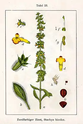 Sideritis montana
