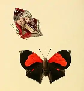 Ilustração de 1856, feita por William Chapman Hewitson, da espécie S. syntyche (vista inferior, acima; vista superior, abaixo); retirada de Illustrations of new species of exotic butterflies: selected chiefly from the collections of W. Wilson Saunders and William C. Hewitson.
