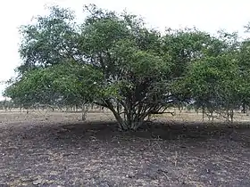 Sideroxylon obtusifolium