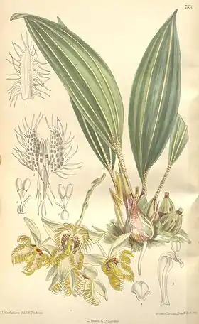 Sievekingia reichenbachiana