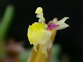 Sigmatostalix graminea