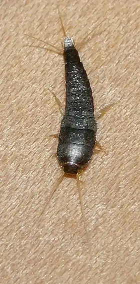 Lepisma