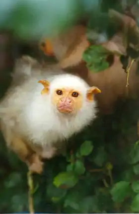 Sagui-branco (Mico argentatus)
