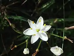 Detalhe da flor trímera de Simethis mattiazzii.