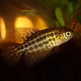 Ophthalmolebias constanciae - anteriormente:        Simpsonichthys constanciae