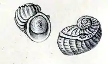 Sinezona cingulata (O. G. Costa, 1861) com opérculo, forame e retículo bem aparente, espécie de Scissurelloidea da família Scissurellidae, encontrada em Angola, Cabo Verde e Mar Mediterrâneo.