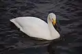 Cisne-bravo