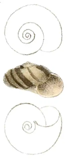 Sinployea decorticata.