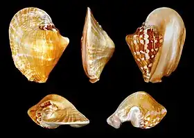Cinco vistas da concha de Sinustrombus latissimus (Linnaeus, 1758), encontrada no sudoeste do Pacífico; espécime das Filipinas.