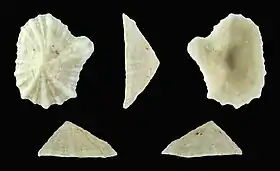 Fotografia de Siphonaria savignyi Krauss, 1848, espécie distribuída pelo Mar Vermelho e Golfo de Aqaba.