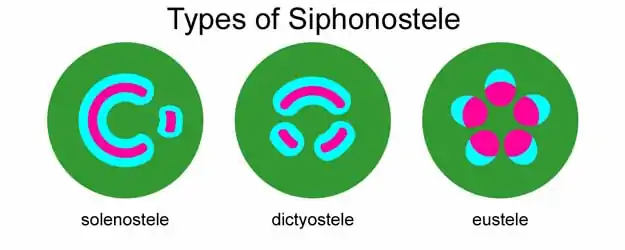 Corte esquemático do três tipos básicos de sifonostela.