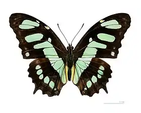 A borboleta Siproeta stelenes, mimético de Heliconiini do gênero Philaethria.