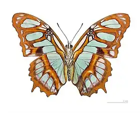 S. stelenes, vista inferior.