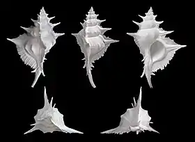 Cinco vistas de Siratus alabaster, espécie que já pertenceu ao gênero Murex e que é encontrada do Japão até as Filipinas.