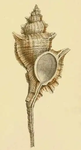 Primeira Ilustração de S. beauii, publicada no Journal de Conchyliologie. 5. (1857).