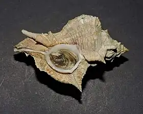 Vista inferior de uma concha de Siratus senegalensis, com opérculo; espécie-tipo do gênero Siratus.