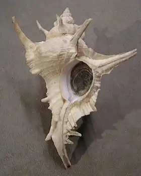 Vista inferior da concha de S. tenuivaricosus. Espécime coletado no sudeste do Brasil, com seu opérculo córneo, de coloração castanha e esculpido com anéis concêntricos.