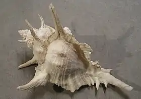 Vista superior da concha de S. tenuivaricosus. Espécime coletado no sudeste do Brasil.