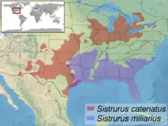 Distribuição (usando modelo de duas espécies)