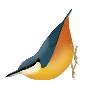 Um desenho da espécie