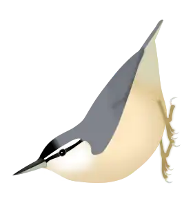 Esquema representando as principais características morfológicas de um macho.