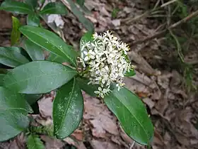 Skimmia japonica var. intermedia f. repens