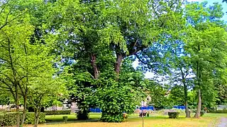 Castanheira do Cáucaso (monumento natural) em 2021