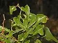 folhagem de Smilax aspera.