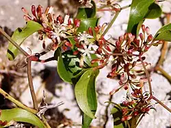 Flores de Salsaparrilha, (Smilax aspera)