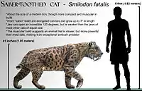 Comparação em escala real entre um Smilodon fatalis e um ser humano.