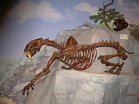 Réplica do esqueleto de um Panthera fossilis