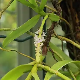 Smitinandia micrantha