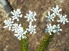 Conospermum incurvum