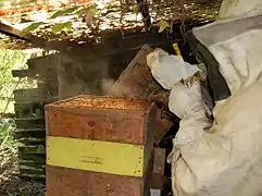 Aplicando fumaça a uma colmeia