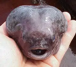 Aptocyclus ventricosus (em postura defensiva).