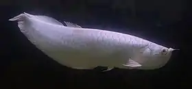 Uma variantr Osteoglossum bicirrhosum