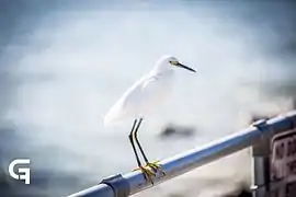 Ponce Inlet Beach, Flórida, Estados Unidos.