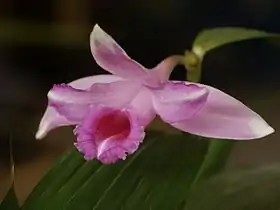 Sobralia decora