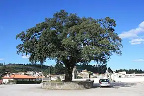 Sobreiro do Largo da Igreja