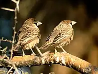 Monomorfismo sexual:Pássaros da espécie Philetairus socius não exibem dimorfismo sexual visível aos olhos humanos