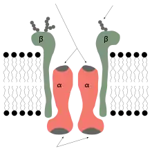 Subunidades alfa e beta da Na+/K+ ATPase