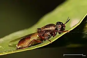 Odontomyia sp.