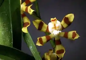 Solenidiopsis tigroides