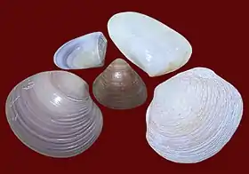 Espécies denominadas sernambi no Brasil, segundo o Dicionário Aurélio e o Dicionário Houaiss: Donax hanleyanus Philippi, 1847, da família Donacidae (acima, à esquerda), Amarilladesma mactroides (Reeve, 1854), da família Mesodesmatidae (acima, à direita), Tivela mactroides (Born, 1778) (no centro), Eucallista purpurata (Lamarck, 1818) (abaixo, à esquerda), ambas da família Veneridae, e Phacoides pectinatus (Gmelin, 1791), da família Lucinidae (abaixo, à direita).