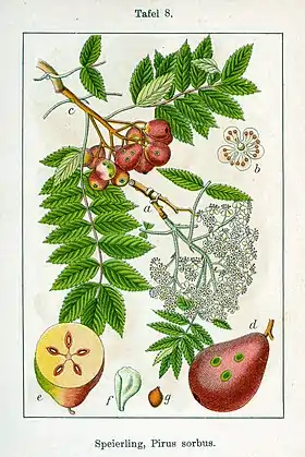 Sorbus domestica